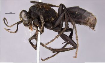 Media type: image;   Entomology 26230 Aspect: habitus lateral view